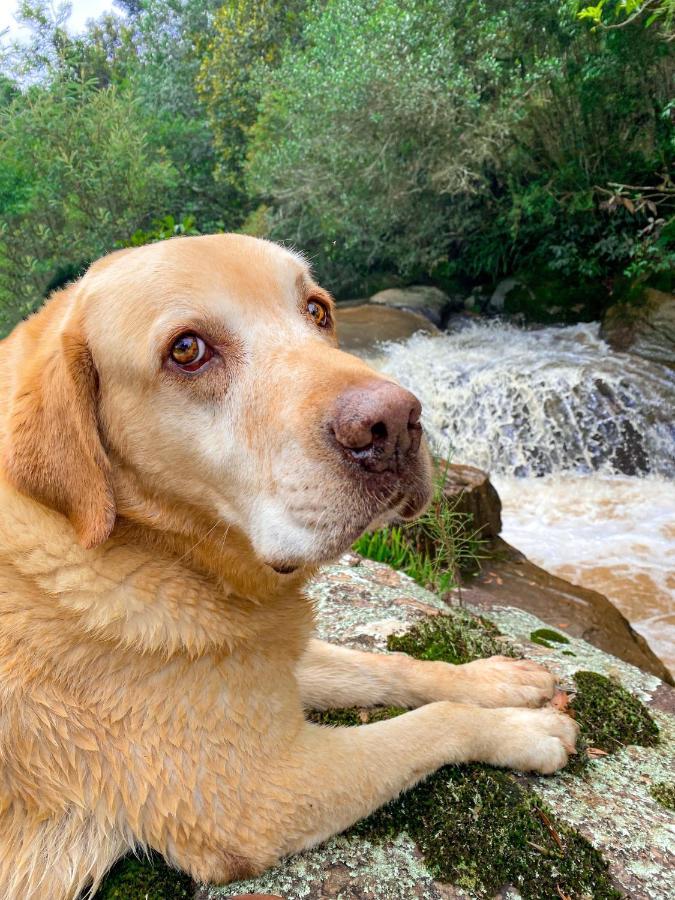 Pousada Pedra Da Mata Chales Na Montanha Munhoz Eksteriør billede